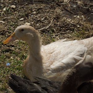 Kyrie, a Buff Duck