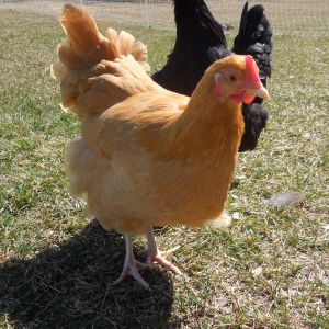 Rodan, a Buff Orpington