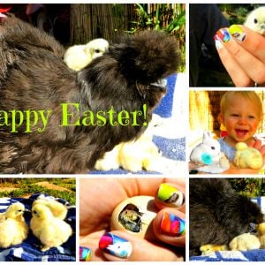 Got Silkie eggs off BYC from a very good breeder, ALL 6 (100%) hatched yesterday! Beautiful babies. PM me for her info if interested. Happy Easter! :-)