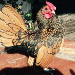 Golden Sebright cockerel