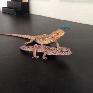 My lizards, Kahli (top) and Kirby (bottom)