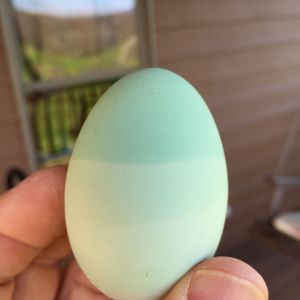 THIS IS SO COOL!!

One of my easter eggers laid my first three tone blue egg today 4/5/15.

It's a real Easter egg. What a cool gift.