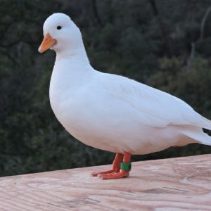 White Call Hen