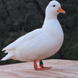 White Call Hen