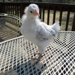 Five weeks old.