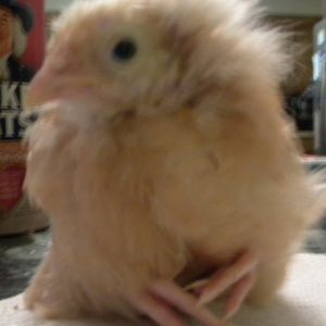 The day after Ruby passed away in my hands, this little gal became listless.  She didm't walk much, but sat with her feet curled up, rocking on her haunches.  We started all of them on antibiotics.  I discovered that if I left the area,  she would try to find me so I encouraged her to walk, but the next day she was worse.  I had separated her from the other chicks.  I didn't know if she was contagious or if they would try to do her in.