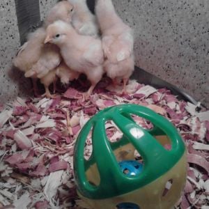 The chicks had their brooder, floor covering, food and water.  I felt they needed some stimulating entertainment, so I bought them a toy.  Don't all babies need toys?  When I put their toy in their box, it was run for your lives into the corner as far as you can get from that THING.