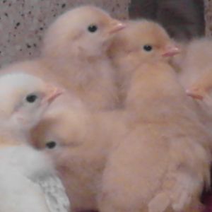 Finally, February 22, the chicks had arrived at Atwoods.  I was so excited.  Our brooder was ready for them.   Arkansas required that we buy 6 chicks whereas our city, Arkadelphia, required that we max at 4.  We bought the 6, but we had no idea what bread they were at the time.  Eventually, we learned that we had purchased one Delaware (left) and 5 Buff Orpingtons.  They were so cute and so small.