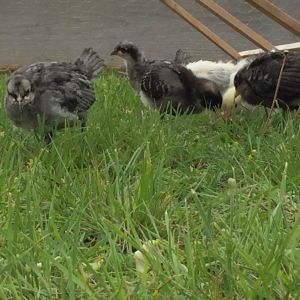 Blue Andalusians, Marans, and Light brahma