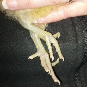 Baby Sesame legs