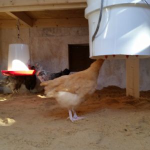 Heated chicken waterer