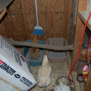 Feed storage area and dust bathing boxes
snowball and BO head to the dust baths