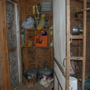 View from roost area towards feed side and people door on left corner (the faded wood)
Screen door open, usually keeps birds separated from feed storage in summer