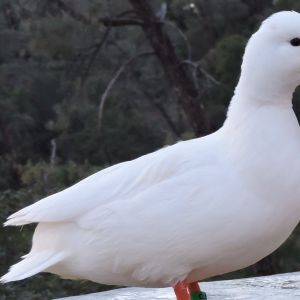 White Call hen