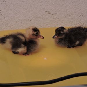 Ducklings!
