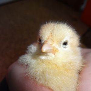Buff Orpington Female Chick. Almost 1 week old. Her left eye is crusty and weepy. No runny nostrils. She is a little bully. Pecks at others eyes, feet, beaks, feathers... She chirps loud and frequently, also wakes the other chicks up. She doesn't seem to be happy. I had to put wire cloth divider to separate her from the others.