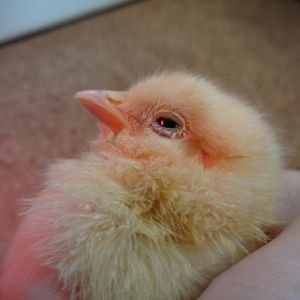 Buff Orpington Female Chick. Almost 1 week old. Her left eye is crusty and weepy. No runny nostrils. She is a little bully. Pecks at others eyes, feet, beaks, feathers... She chirps loud and frequently, also wakes the other chicks up. She doesn't seem to be happy. I had to put wire cloth divider to separate her from the others.