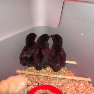 3 little birds,  Love to roost already! 3 Black Sex Links
