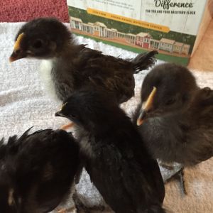 Two week old black Copper Marans