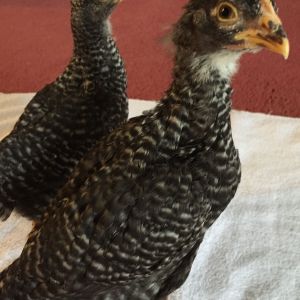 A month old Barred rocks