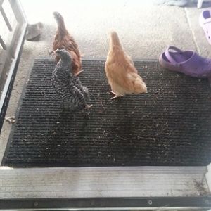 The dogs were away so the girls were free to roam while I cleaned the brooder.  They are so curious. Just walked right out the door like they owned the place.