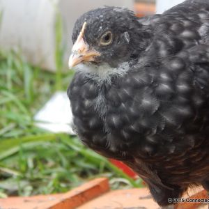 "Marion" Cuckoo Maran (5 weeks old)