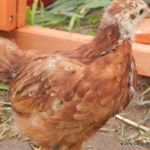 Rhode Island Red (5 weeks old)