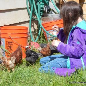 My daughter loving on our flock :)