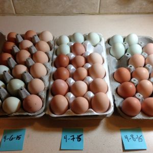 Eggs from the last three day.