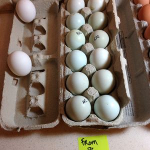 12 - Ameracauna eggs from Percheronchick
2 - two EE from her Blue Wheaten Ameraucana Roo x Cream Brabanters