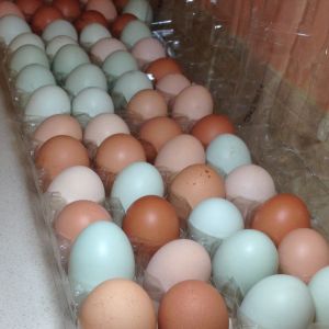 Farm Fresh eggs