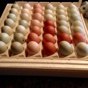42 eggs set for incubation