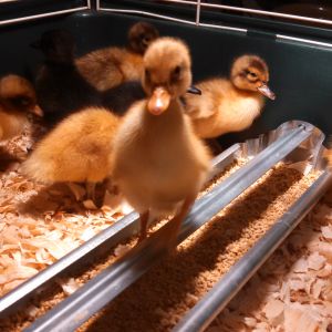 Baby ducks from TSC
