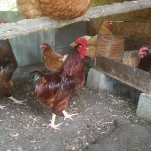 production and Rhode island red pen