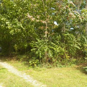 There area we designated for the pens runs and the brush to be cleared.