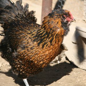 her name is Thingamajig