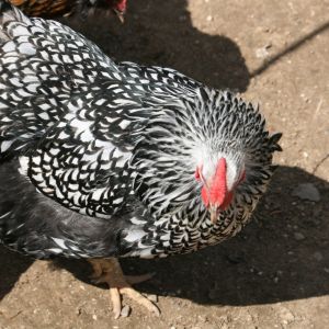 her name is Chickysnowwhite