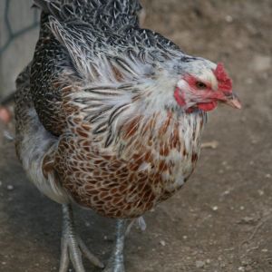her name is Smarties a.k.a. Mamabird