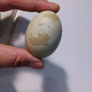 Americana/Japanese Bantam Egg.