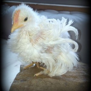 Bantam Frizzle Cochin