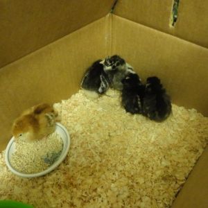 Day old chicks to be introduced to broody hen after dark  4/11/15