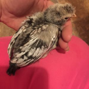 Polish crested bantam?