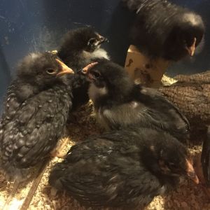 Barred Rock on the left, with Black Australorps, about 3 weeks old.