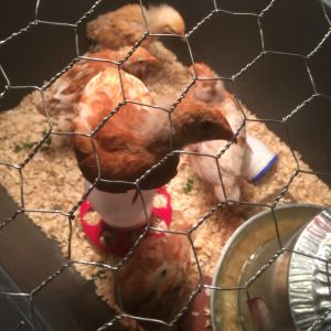 Buff Orpington pullets, about three weeks old.