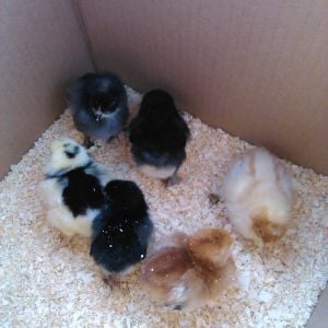 6 pullets (hopefully) on their way home  
4/11/15