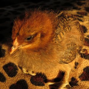 This is an ameraucana chick named Buttercup.