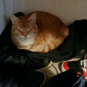I was checking Sesame's nesting spot in Connar's closet. Ginger looked very pleased with himself.