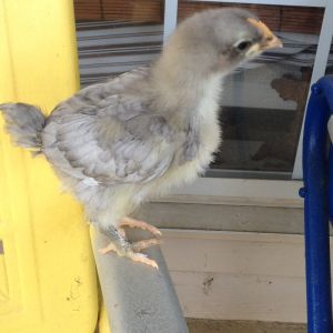 2 Week old chick