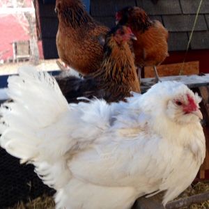From front to back (Isis, no name, Gretchen and Little One) four out of our five EE together.