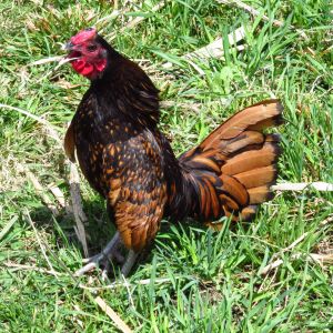 This is my bantam rooster named Jupiter while he's in the middle of crowing.


~R.I.P He died on 6/2/15 I will miss you little guy :(